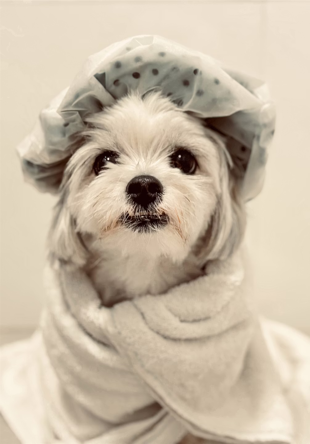 Happy dog after grooming